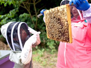 Happy Days Bee Safaris